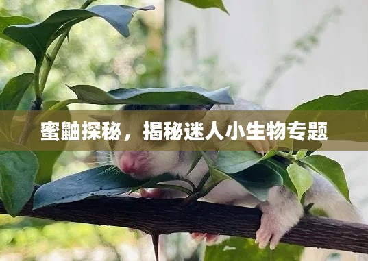 蜜鼬探秘，揭秘迷人小生物专题