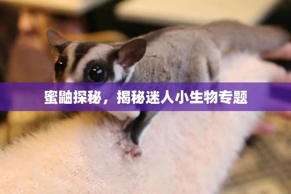 蜜鼬探秘,揭秘迷人小生物专题