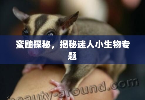 蜜鼬探秘,揭秘迷人小生物专题