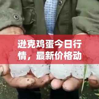 逊克鸡蛋今日行情，最新价格动态！