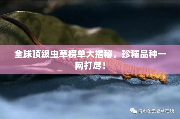 全球顶级虫草榜单大揭秘,珍稀品种一网打尽!